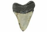 Serrated, Fossil Megalodon Tooth - North Carolina #273940-1